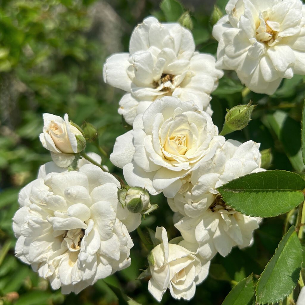 Rosal Banksiae Alba