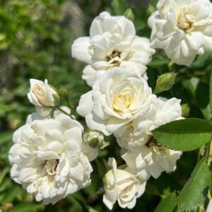 Rosal Banksiae Alba