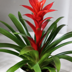Bromelia Roja