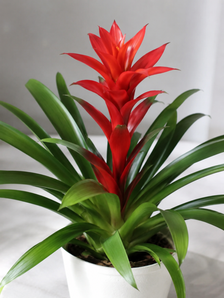 Bromelia Roja