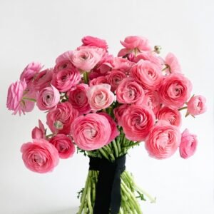 Ranúnculos Rosas