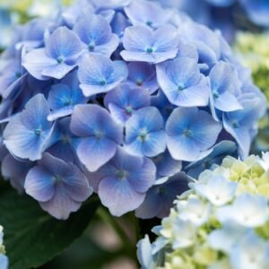 Hortensia Campesina Adria