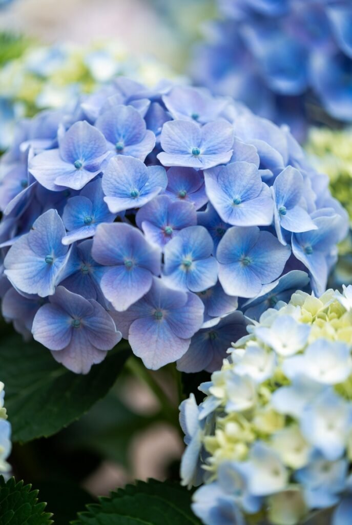 Hortensia Campesina Adria