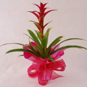 Guzmania