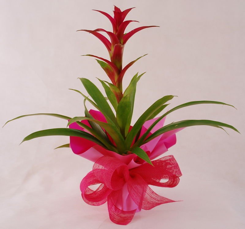 Guzmania