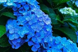 Hortensia Campesina Adria - Imagen 2