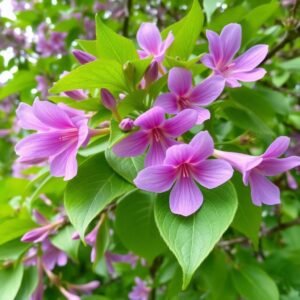 Paulownia
