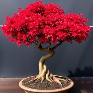 Bonsái De 7 Años Acer Palmatum