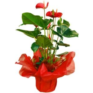 Anthurium